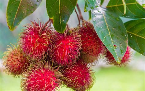 Rambutan Fruit Has an Abundance of Health Benefits | Naturally Savvy