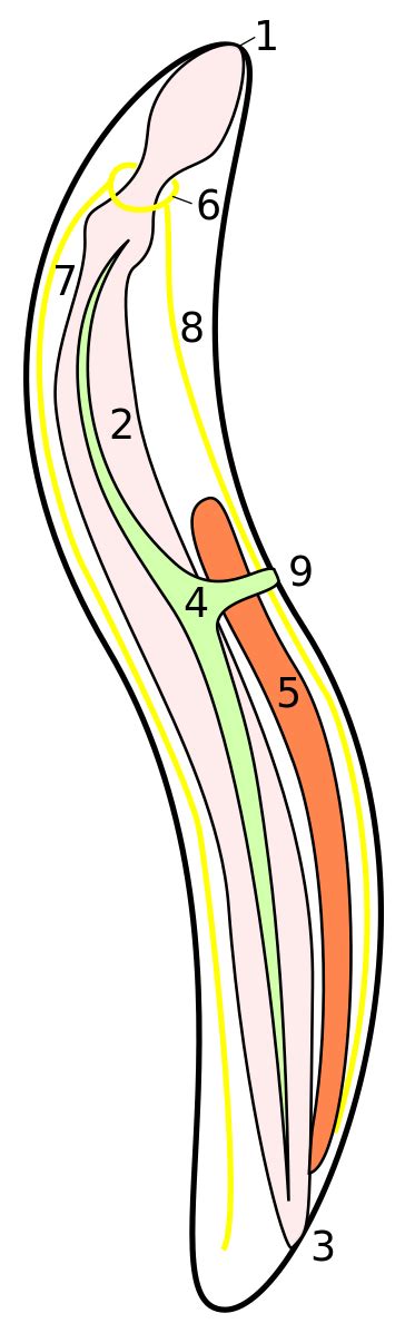 ملف:Nematoda-Anatomy.svg - المعرفة