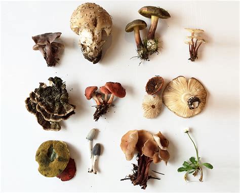 Mushroom Foraging 101