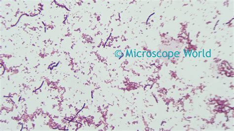 Microscope World Blog: Bacteria Under the Microscope with Different Objective Lenses