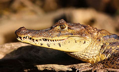 Saving the crocodiles of Bhitarkanika - Rediff.com India News