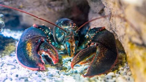 Lobster - A-Z Animals