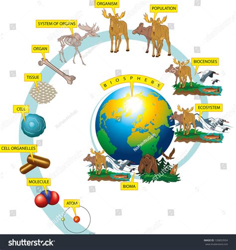 Hierarchy Biological Organization Stock Vector 126853934 - Shutterstock