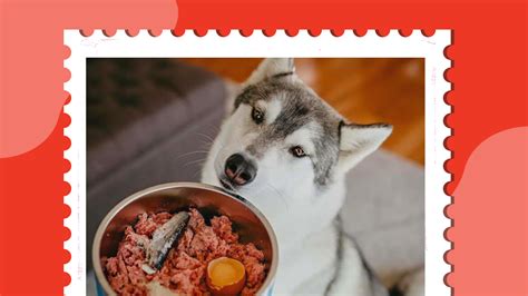 What Are Healthy Food Toppers For Dogs: Top Choices For Canine Nutrition