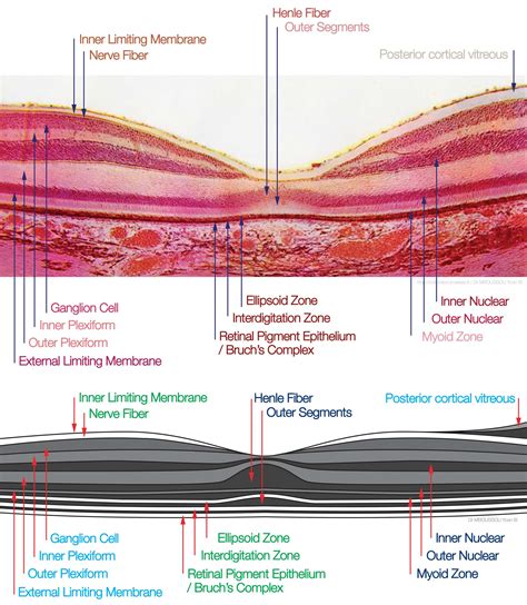 Histology, Retina Article