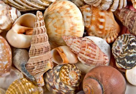 Seashells background image