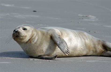 From the archives: Spotted on Ocracoke: the Harbor Seal - Ocracokeobserver.com