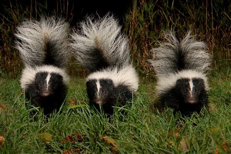 Skunks