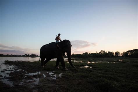 Elephant silhouette at sunset 10383787 Stock Photo at Vecteezy