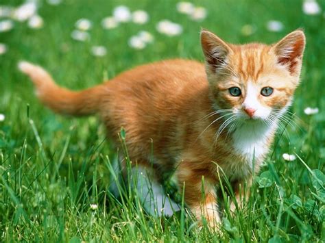 orange kitten - cats,parrots and butterflies Wallpaper (22814262) - Fanpop