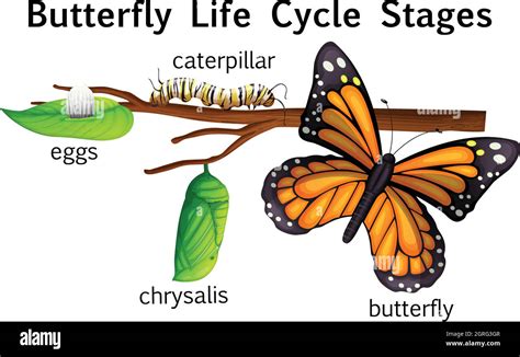 Butterfly Life Cycle Clip Art Monarch Butterfly Life Cycle | My XXX Hot Girl