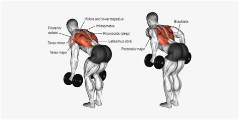 Dumbbell Upright Row Muscles Worked