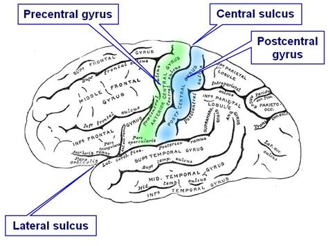 More About The Central Sulcus - AP CHEM-Lizzy Springer