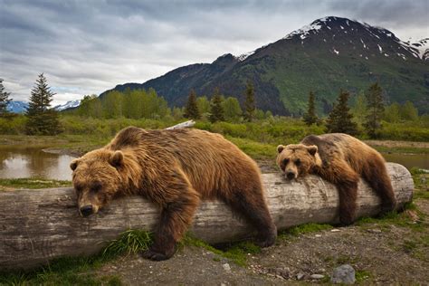 7 differences between brown and grizzly bears - Russia Beyond