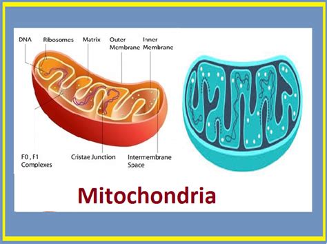 Why are mitochondria known as the powerhouse of the cell?