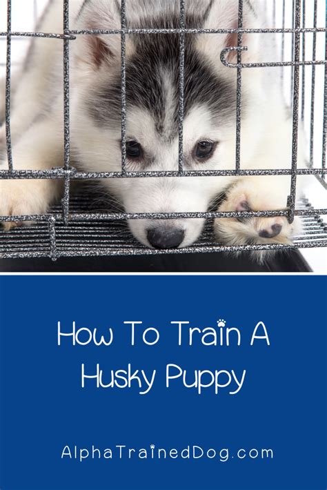 8 AMAZING TIPS ON TRAINING A HUSKY PUPPY in 2020 | Husky puppy, Husky training, Alpha dog training