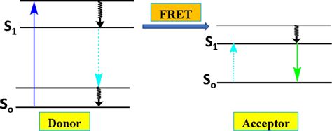 FRET mechanism for a fluorescent probe. | Download Scientific Diagram