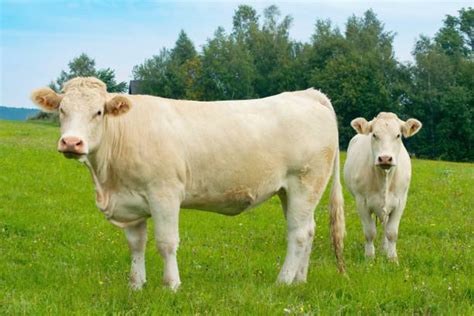 Charolais Cattle Stock Photos, Pictures & Royalty-Free Images - iStock