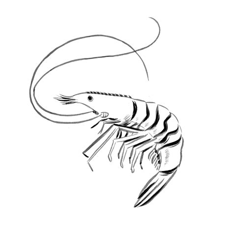 Mantis Shrimp Drawing | Free download on ClipArtMag