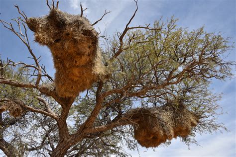 Sociable Weaver Birds and Their Nest - Story at Every Corner