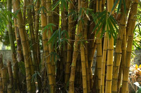 Bamboo Trees for Sale | FastGrowingTrees.com