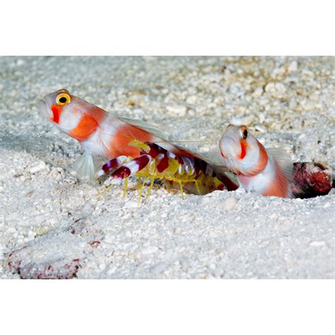 Alpheus randalli - Red Banded Pistol Shrimp - AquaOrinoco