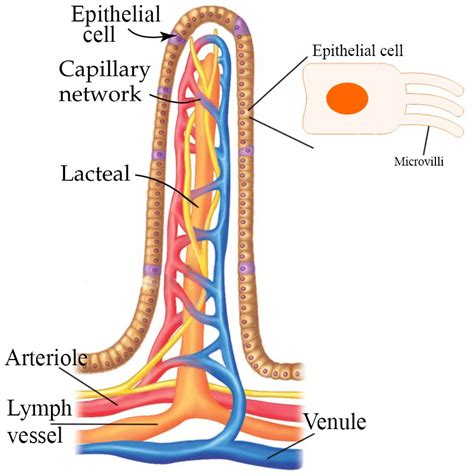 portion of a villus diagram - Google Search | Easy doodle art, Teaching practices, Simple doodles