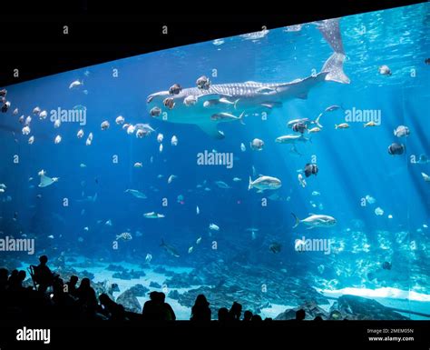 Atlanta USA 15th Oct 2022: the whale shark swimming in Ocean Voyager gallery of Georgia Aquarium ...