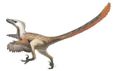 Curious Kids: did the velociraptors have feathers?