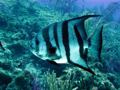 Spadefish ~ Aquatic Animals