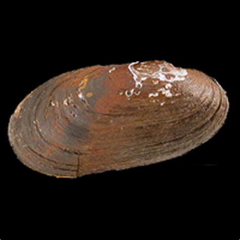 Salamander mussel | ontario.ca