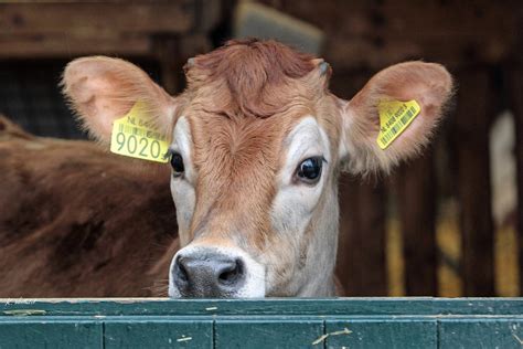 Jersey calf / Jersey cattle | Jersey koe/kalf | K.Verhulst | Flickr