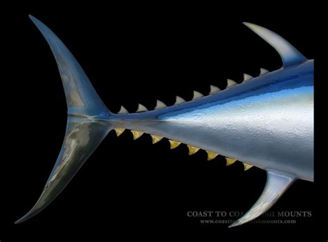 Bigeye Tuna Fish Mount and Fish Replicas | Coast-to-Coast