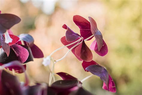 Purple Shamrock: Plant Care & Growing Guide