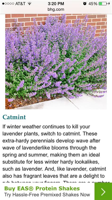 Winter Hardy Perennials | Hardy perennials, Lavender plant, Lawn and garden