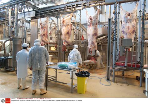 Ban on halal and kosher slaughter methods comes into force in Belgium ...