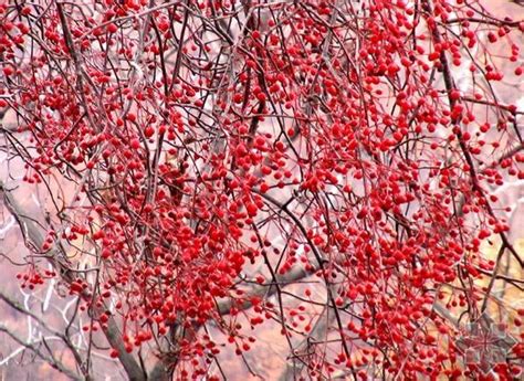 MOUNTAIN ASH seeds Sorbus sitchensis | BELL Garden Company,Wholesale Plant seeds,Alive roots ...