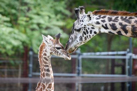 Giraffe Mom with Baby | Eric Kilby | Flickr