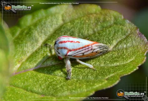 Oak Treehopper