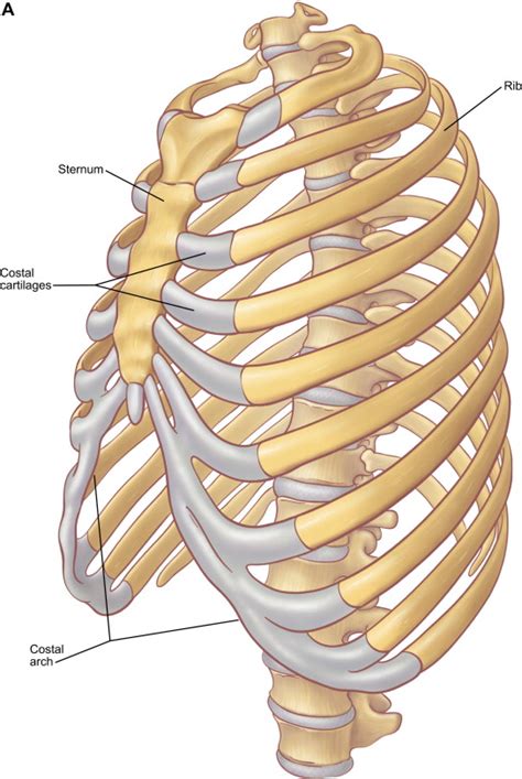 The Anatomy of the Ribs and the Sternum and Their Relationship to Chest Wall Structure and ...