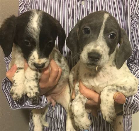 Portuguese Pointer Puppies For Sale | Tacoma, WA #271573