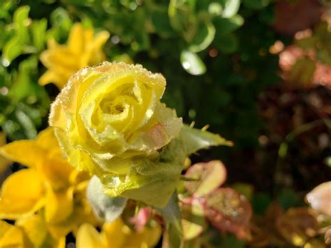 Yellow Rose Garden Flower Free Stock Photo - Public Domain Pictures