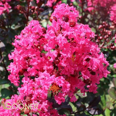 Pink Velour® Crapemyrtle | Sooner Plant Farm