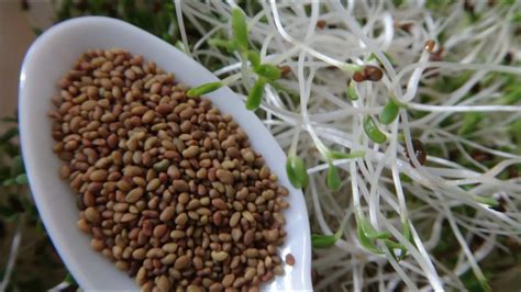 How To Grow Alfalfa Sprouts - Cheap Easy Method - YouTube