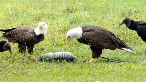 Vulture And Eagle Fight