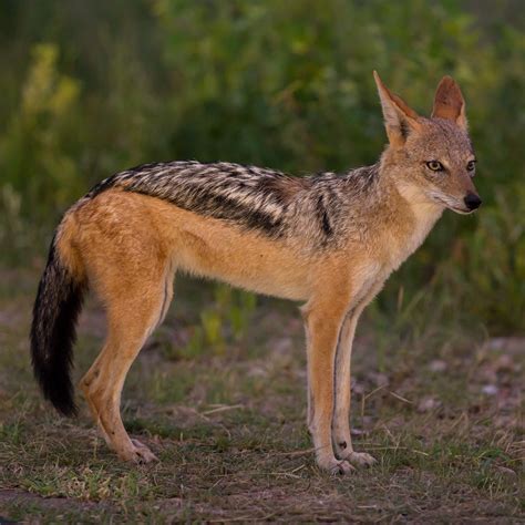 Black-Backed Jackal — Wild About The Wild