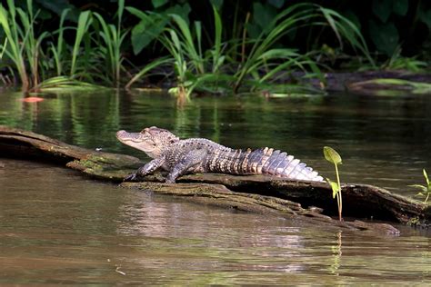 Alligator Swamp Bayou · Free photo on Pixabay