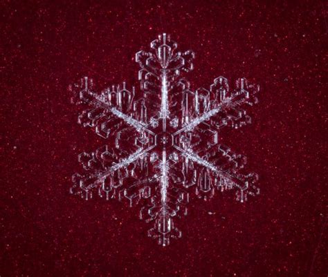 Free Images : snow, snowflake, frost, darkness, organism, computer wallpaper, symmetry, fractal ...