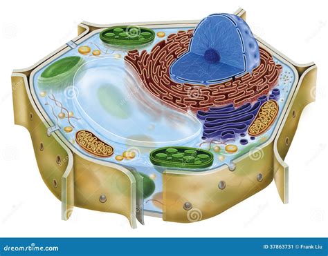 Plant Cell Stock Image - Image: 37863731