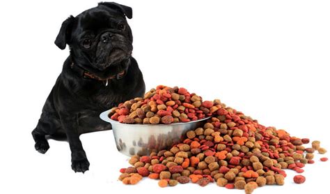 15 Best Low Protein Dog Food Brands for Kidney Health in 2018